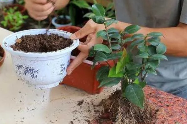 茶花叶子发黄的原因，可能是土壤不适所致