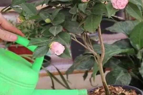 茶花叶子发黄的原因，可能是土壤不适所致