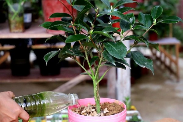 茶花叶子发黄的原因，可能是土壤不适所致