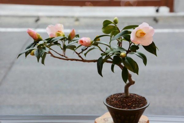 茶花叶子发黄的原因，可能是土壤不适所致