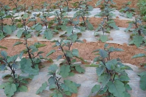 茄子定植前需要的准备工作，土壤要深翻30-40厘米