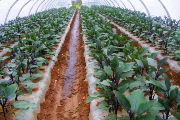 茄子定植前需要的准备工作，土壤要深翻30-40厘米