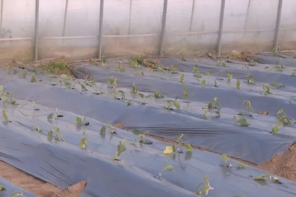 茄子定植前需要的准备工作，土壤要深翻30-40厘米