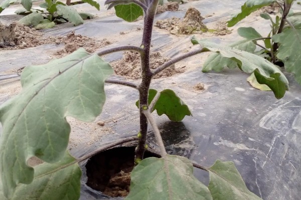 茄子定植前需要的准备工作，土壤要深翻30-40厘米