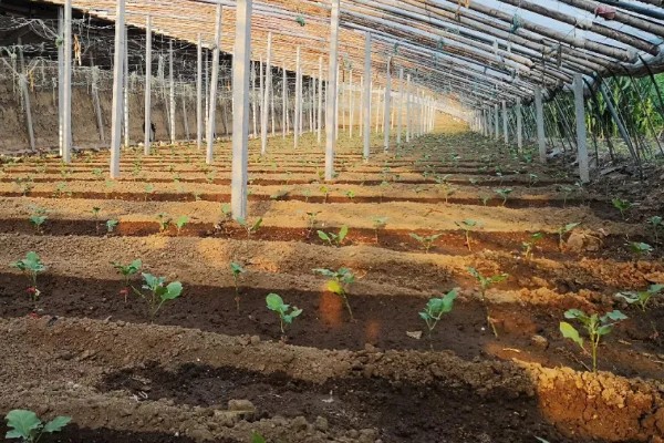 茄子定植前需要的准备工作，土壤要深翻30-40厘米