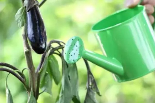 茄子定植前需要的准备工作，土壤要深翻30-40厘米