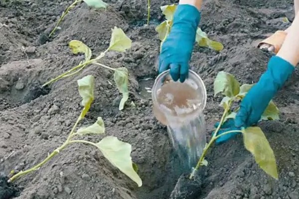 茄子定植前需要的准备工作，土壤要深翻30-40厘米