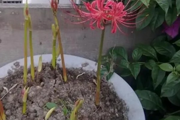 彼岸花的养殖方法,生长旺期每隔1-2个月追肥一次