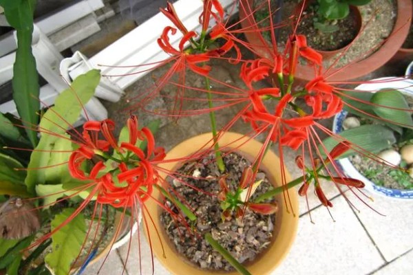 彼岸花的养殖方法,生长旺期每隔1-2个月追肥一次