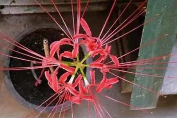 彼岸花的养殖方法,生长旺期每隔1-2个月追肥一次