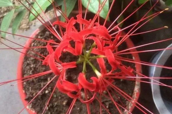 彼岸花的养殖方法,生长旺期每隔1-2个月追肥一次