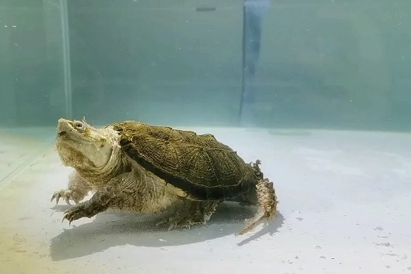 鳄龟是淡水龟还是海水龟，鳄龟是淡水龟