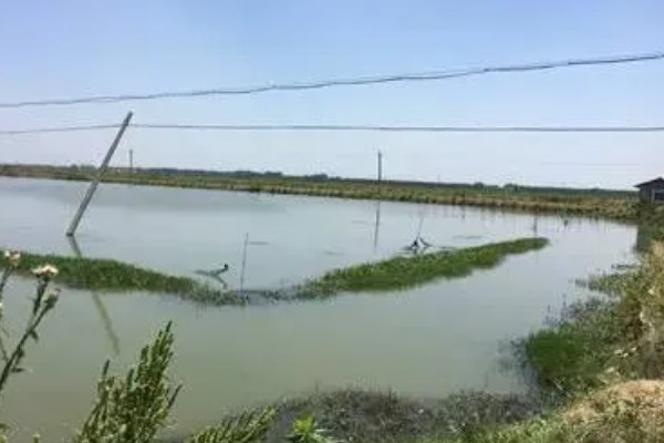 小龙虾要怎么养，投放虾苗前在水田中倒入肥料