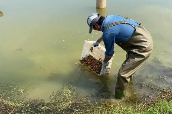 小龙虾要怎么养，投放虾苗前在水田中倒入肥料