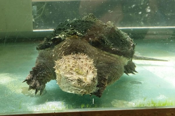 鳄龟是淡水龟还是海水龟，鳄龟是淡水龟