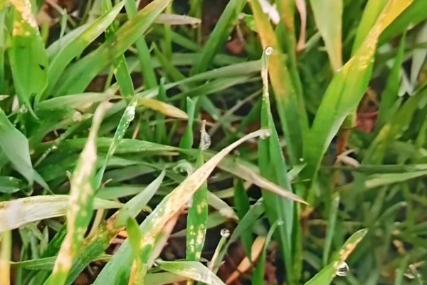 不抽穗小麦补救方式,面积小可喷施磷酸二氢钾