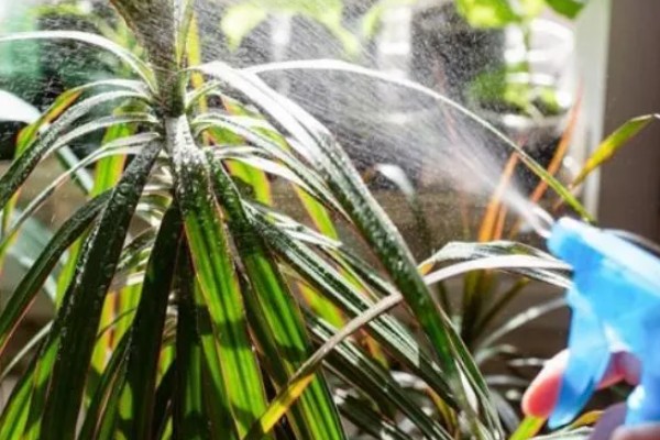 龙血树在室内的养殖方法,需提供温暖潮湿的生长环境
