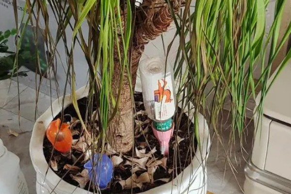 龙血树在室内的养殖方法,需提供温暖潮湿的生长环境