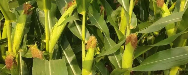 夏玉米有什么好品种，郑单958、农大84等品种值得考虑