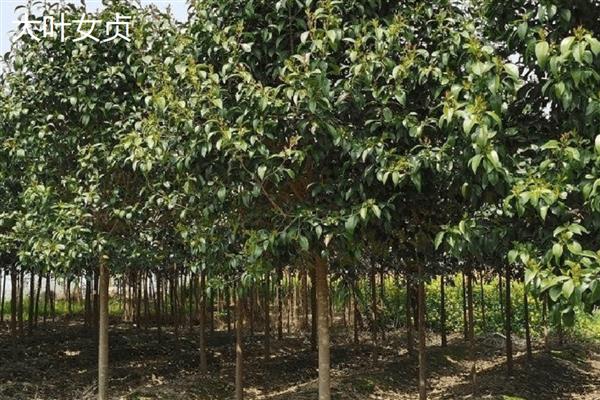 女贞树种子主要品种，有大叶女贞、红叶女贞等