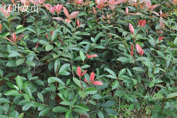女贞树种子主要品种，有大叶女贞、红叶女贞等