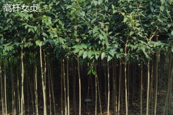 女贞树种子主要品种，有大叶女贞、红叶女贞等