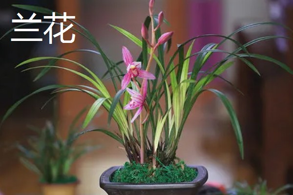 11月有什么花开，有兰花、蟹爪兰等