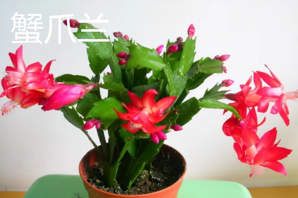 11月有什么花开，有兰花、蟹爪兰等