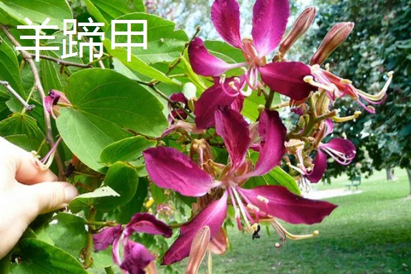11月有什么花开，有兰花、蟹爪兰等