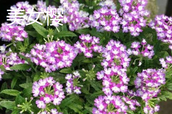 11月有什么花开，有兰花、蟹爪兰等