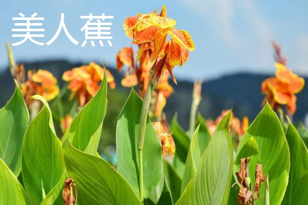 11月有什么花开，有兰花、蟹爪兰等