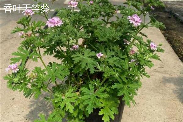 天竺葵有什么勤花品种，香叶天竺葵、马蹄纹天竺葵等品种花期长