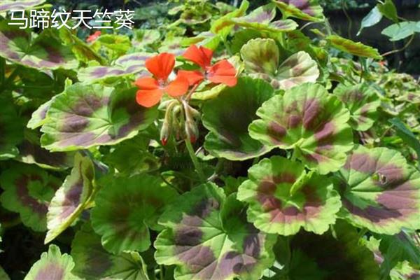 天竺葵有什么勤花品种，香叶天竺葵、马蹄纹天竺葵等品种花期长