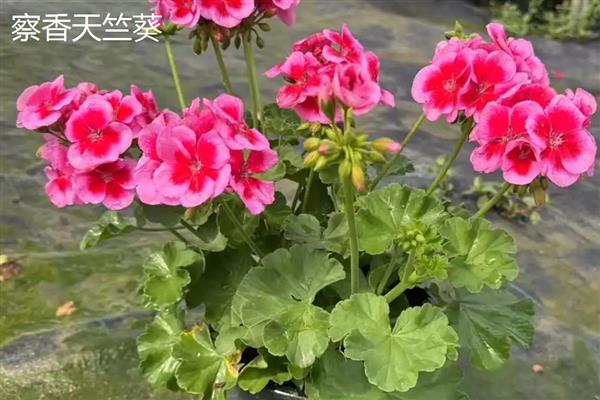 天竺葵有什么勤花品种，香叶天竺葵、马蹄纹天竺葵等品种花期长