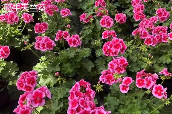 天竺葵有什么勤花品种，香叶天竺葵、马蹄纹天竺葵等品种花期长