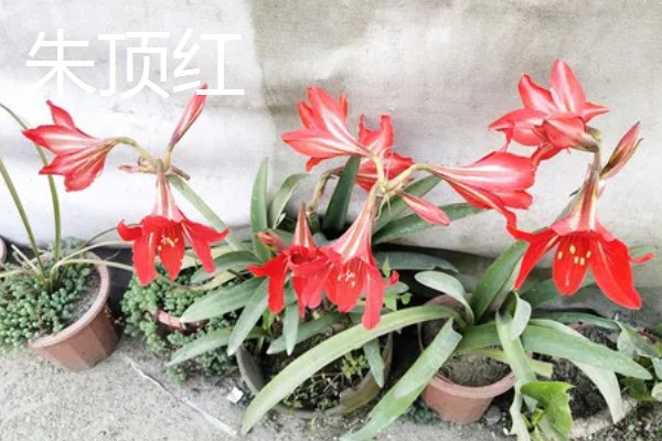 11月有什么花开，有兰花、蟹爪兰等