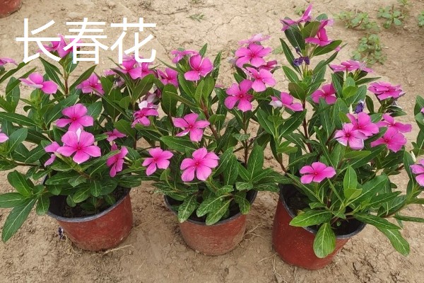 11月有什么花开，有兰花、蟹爪兰等