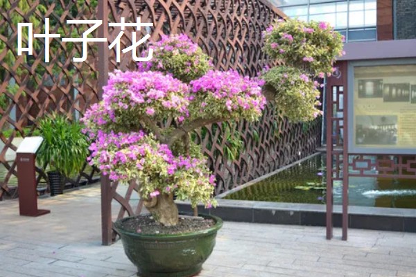 11月有什么花开，有兰花、蟹爪兰等