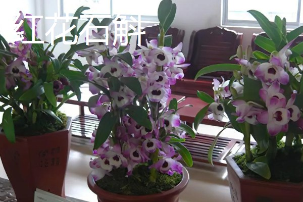 11月有什么花开，有兰花、蟹爪兰等