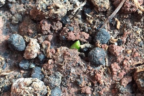 怎样种植佛肚竹种子,在每年的3-4月份进行