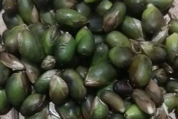 怎样种植佛肚竹种子,在每年的3-4月份进行