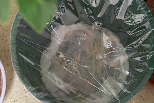 怎样种植佛肚竹种子,在每年的3-4月份进行