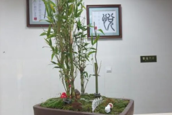 怎样种植佛肚竹种子,在每年的3-4月份进行