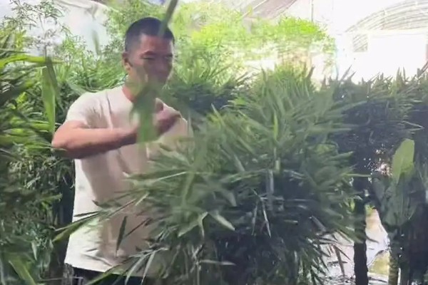 怎样种植佛肚竹种子,在每年的3-4月份进行