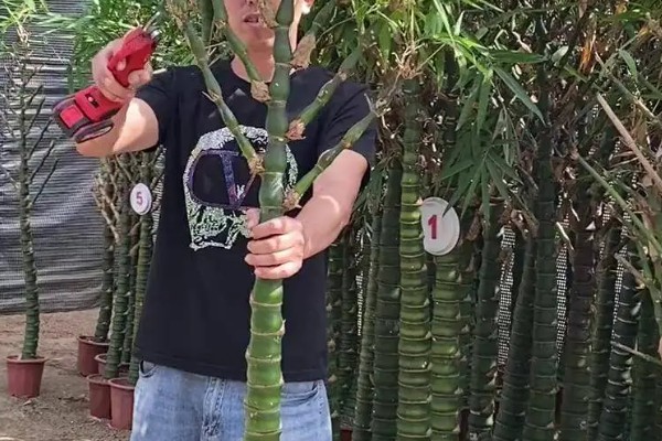 怎样种植佛肚竹种子,在每年的3-4月份进行