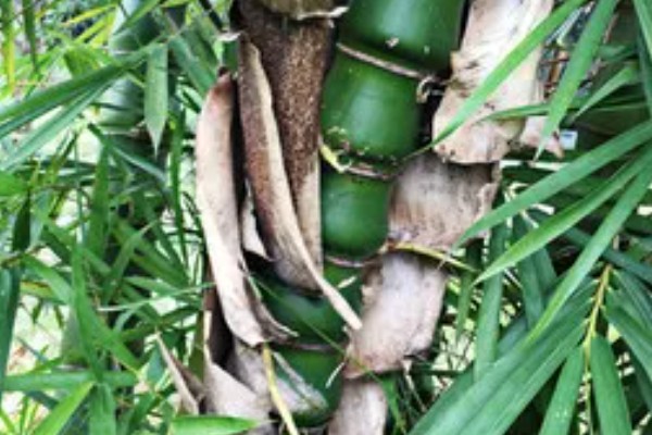 怎样种植佛肚竹种子,在每年的3-4月份进行