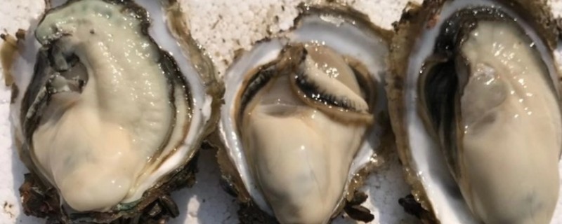 常吃的贝类海鲜，常见的有牡蛎、白蛤等