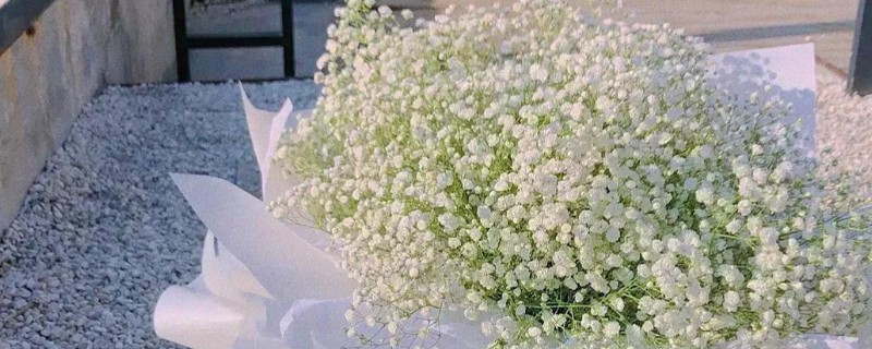 满天星花束能存放多久，可以存放3-7天