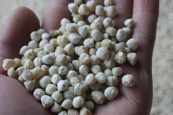 三七的种植方法,每隔5-7天浇一次水