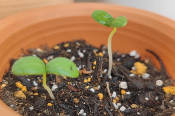 三七的种植方法,每隔5-7天浇一次水